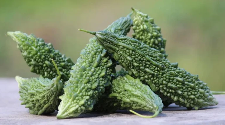 Karela – A Monsoon Miracle! Here’s Why You Should Include It in Your Diet