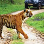 tiger reserves