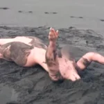 A naked 'corpse' was found on the beach in New Zealand, but the reality was something else