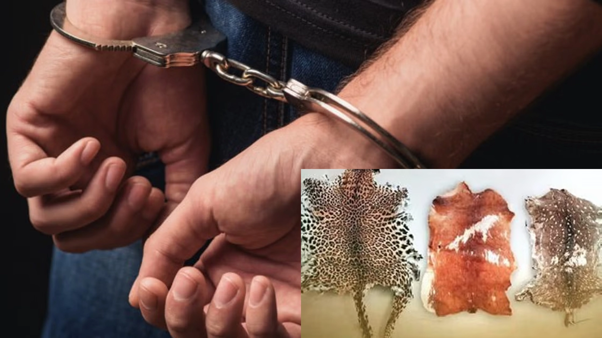 Poacher arrested in Odisha, leopard and deer skulls and hunting material recovered