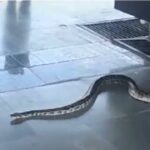 There was a stir at Rishikesh railway station due to the discovery of a big snake