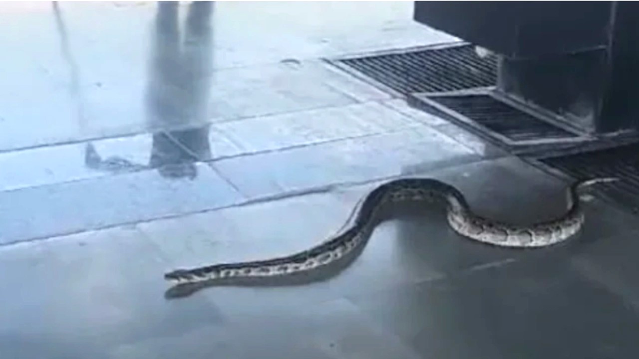 There was a stir at Rishikesh railway station due to the discovery of a big snake